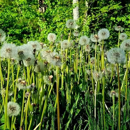 Guest house арборетум - онлайн Self Check-in 5*