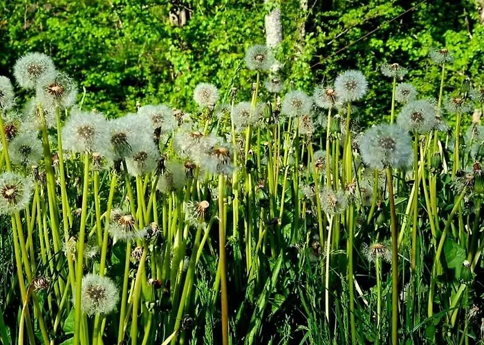 Къща за гости арборетум - онлайн Self Check-in 5*