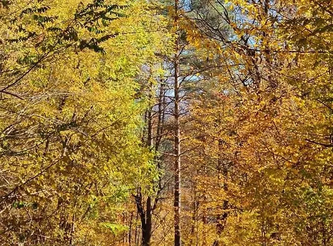 арборетум - онлайн Self Check-in Къща за гости 5*