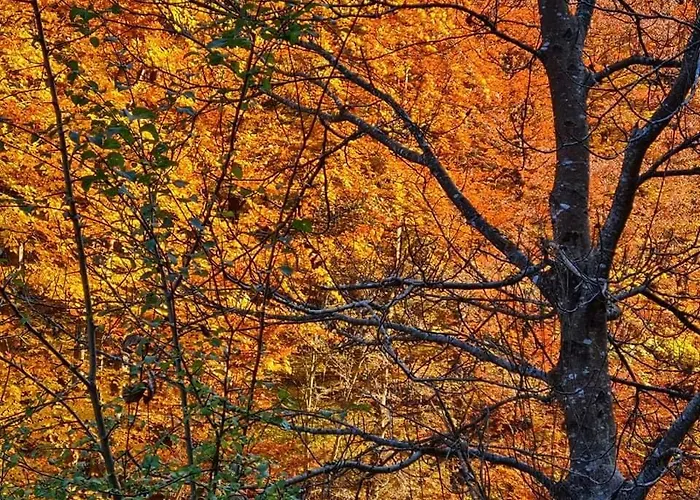 арборетум - онлайн Self Check-in Къща за гости Тетевен
